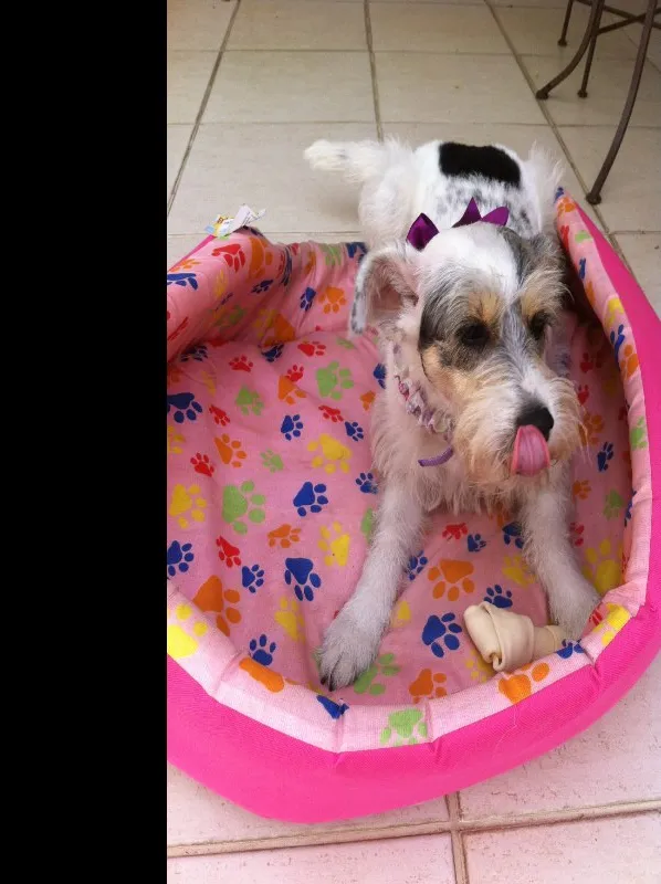 Cachorro ra a SRD idade 2 anos nome Branca 