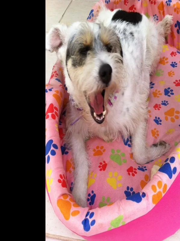 Cachorro ra a SRD idade 2 anos nome Branca 