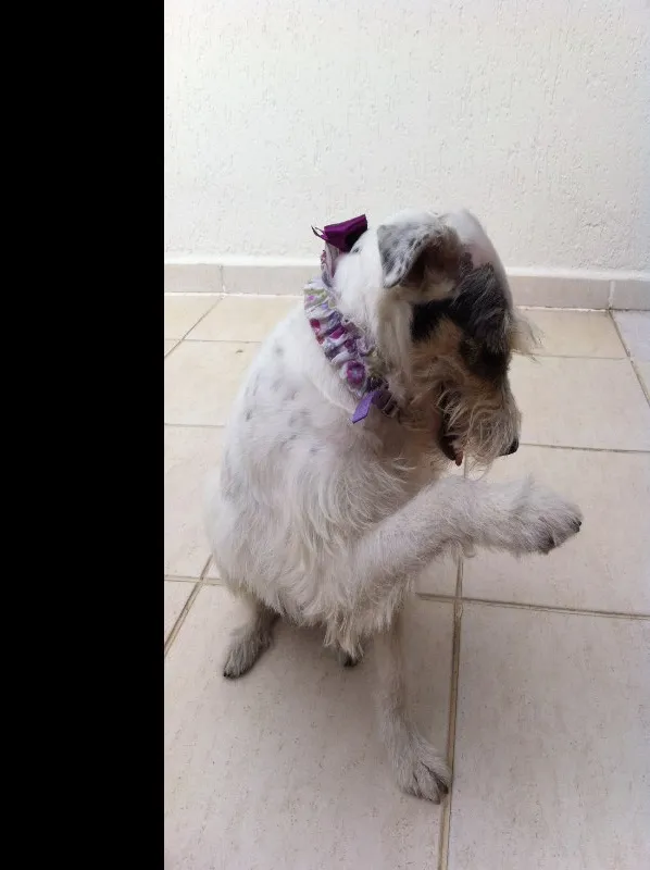 Cachorro ra a SRD idade 2 anos nome Branca 