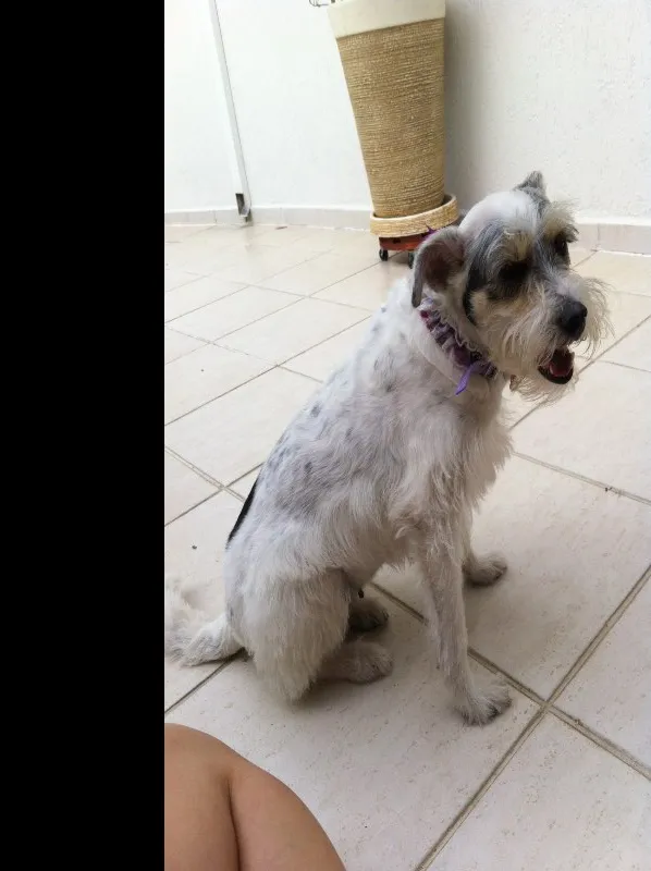 Cachorro ra a SRD idade 2 anos nome Branca 