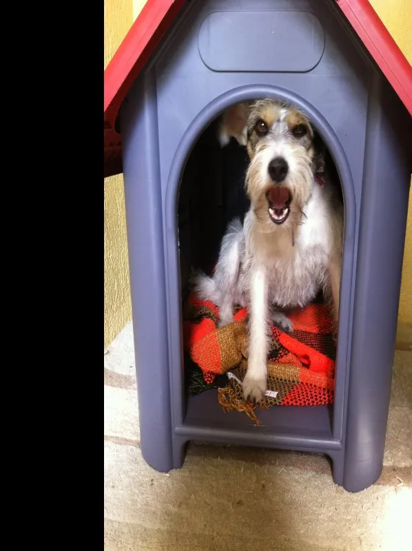 Cachorro ra a SRD idade 2 anos nome Branca 