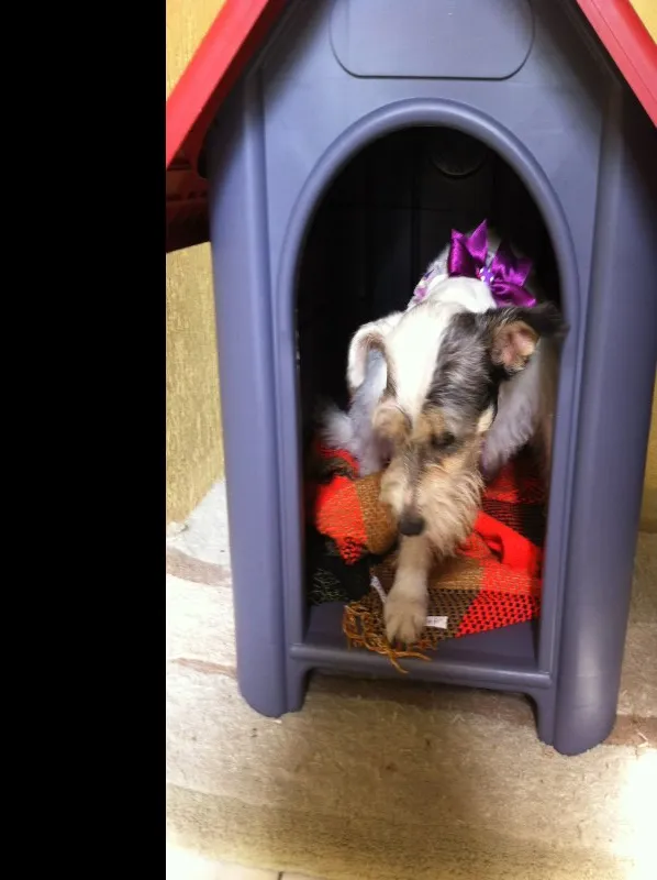 Cachorro ra a SRD idade 2 anos nome Branca 