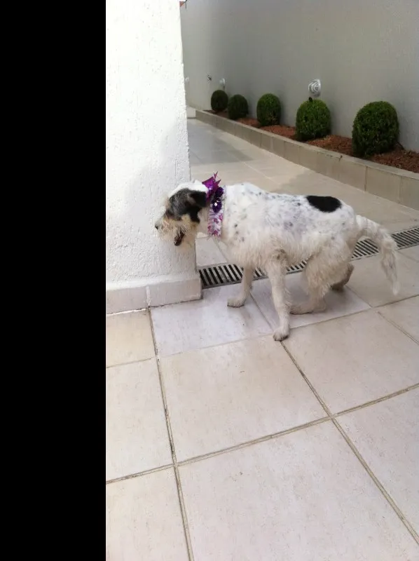 Cachorro ra a SRD idade 2 anos nome Branca 