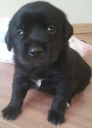 Cachorro raça SRD idade Abaixo de 2 meses nome Úrsula