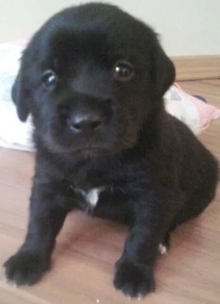 Cachorro ra a SRD idade Abaixo de 2 meses nome Úrsula