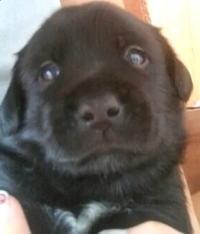 Cachorro ra a SRD idade Abaixo de 2 meses nome Úrsula