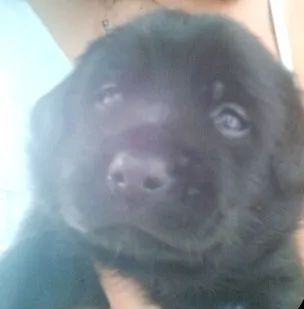 Cachorro ra a SRD idade Abaixo de 2 meses nome Úrsula