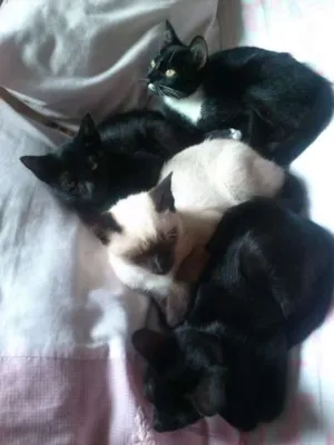 Gato raça SRD idade 7 a 11 meses nome Zicova, Kovu, Sheev
