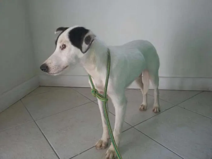 Cachorro ra a Vira lata idade 1 ano nome Molico