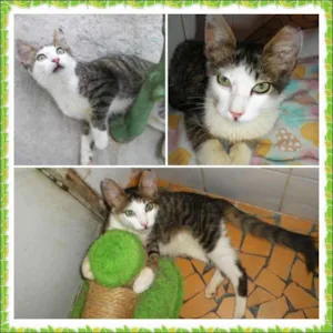 Gato raça SRD idade 2 a 6 meses nome Oliver