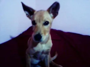 Cachorro raça labrador mestiço idade 2 a 6 meses nome ainda não tem