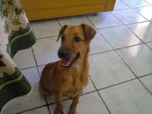 Cachorro raça Sem Raça Definida idade 7 a 11 meses nome Meg
