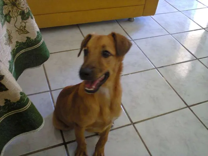 Cachorro ra a Sem Raça Definida idade 7 a 11 meses nome Meg