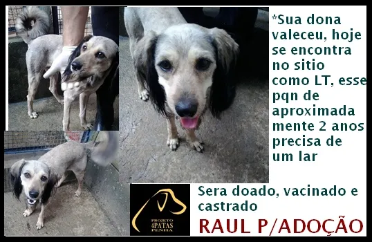 Cachorro ra a srd idade 3 anos nome Raul