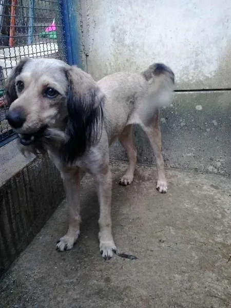 Cachorro ra a srd idade 3 anos nome Raul