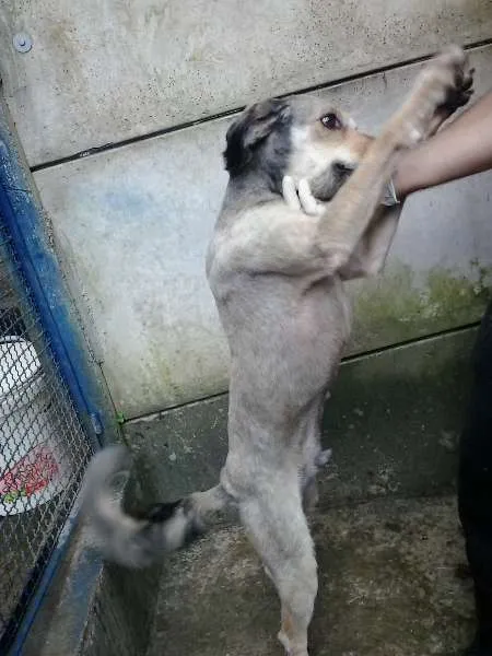 Cachorro ra a srd idade 3 anos nome Raul