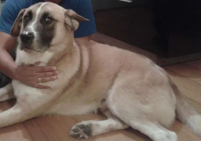 Cachorro ra a Vira Lata idade  nome Bonnie