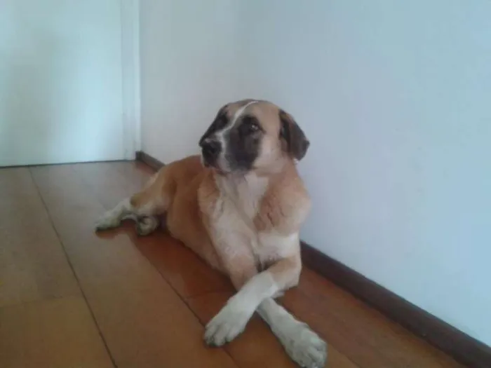 Cachorro ra a Vira Lata idade  nome Bonnie