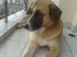 Cachorro raça Vira Lata idade  nome Bonnie