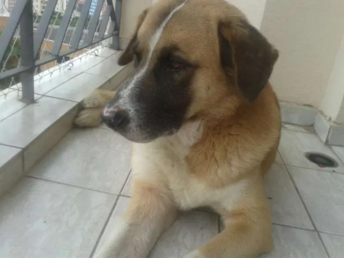 Cachorro ra a Vira Lata idade  nome Bonnie