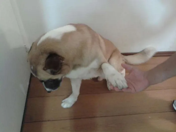 Cachorro ra a Vira Lata idade  nome Bonnie