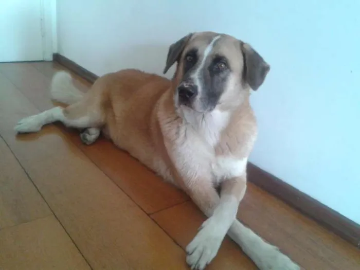 Cachorro ra a Vira Lata idade  nome Bonnie