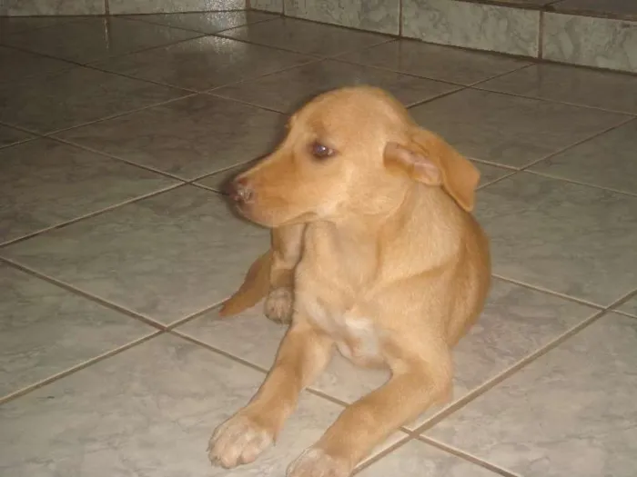 Cachorro raça vira lata idade 2 a 6 meses nome Mel