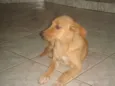 Mel