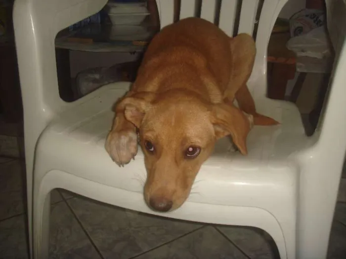 Cachorro raça vira lata idade 2 a 6 meses nome Mel