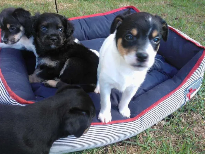 Cachorro ra a SRD idade Abaixo de 2 meses nome Fofinhos