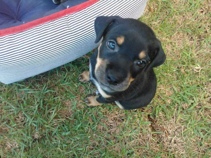 Cachorro ra a SRD idade Abaixo de 2 meses nome Fofinhos