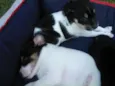 Fofinhos
