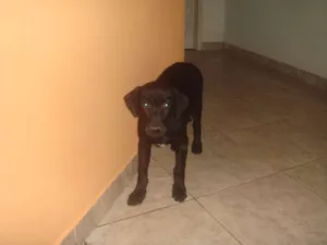 Cachorro raça vira lata idade 2 a 6 meses nome Luck
