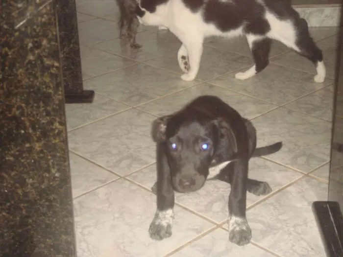 Cachorro raça vira lata idade 2 a 6 meses nome Bob