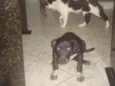 Bob