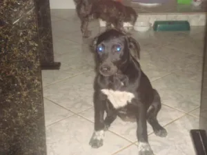 Cachorro raça vira lata idade 2 a 6 meses nome Bob
