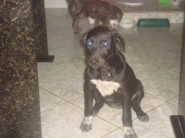 Cachorro raça vira lata idade 2 a 6 meses nome Bob