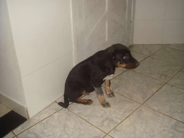 Cachorro raça vira lata idade 2 a 6 meses nome Greg