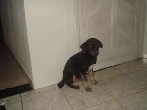 Cachorro raça vira lata idade 2 a 6 meses nome Greg
