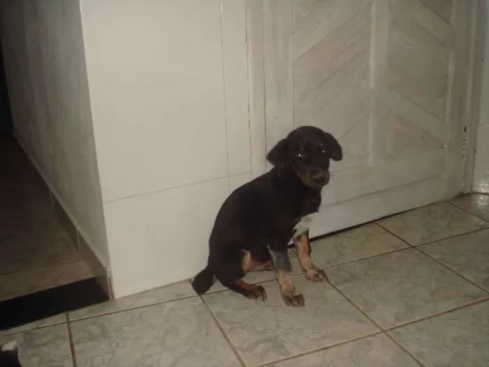 Cachorro raça vira lata idade 2 a 6 meses nome Greg