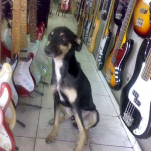 Cachorro raça SRD idade 7 a 11 meses nome VIOLA
