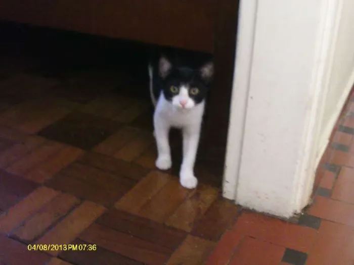 Gato ra a  idade 2 a 6 meses nome gatinhos