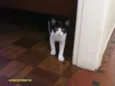 gatinhos