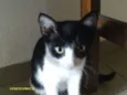 gatinhos