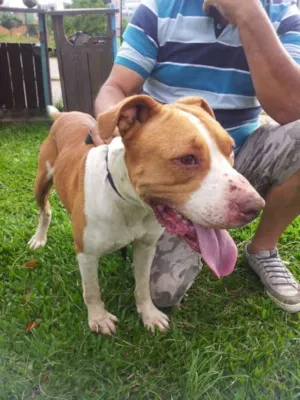 Cachorro raça Pit-Bull idade 1 ano nome Negão