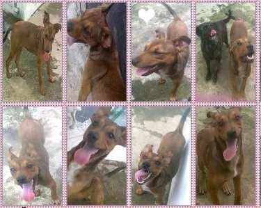Cachorro ra a SRD idade 2 a 6 meses nome PANDORA