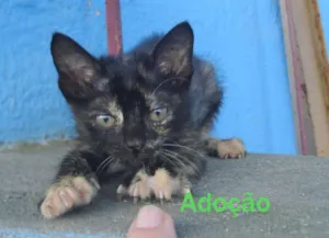 Gato raça indefinida idade 2 a 6 meses nome Meg