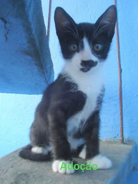 Gato raça indefinida idade 2 a 6 meses nome Max