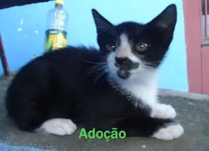 Gato raça indefinida idade 2 a 6 meses nome Max