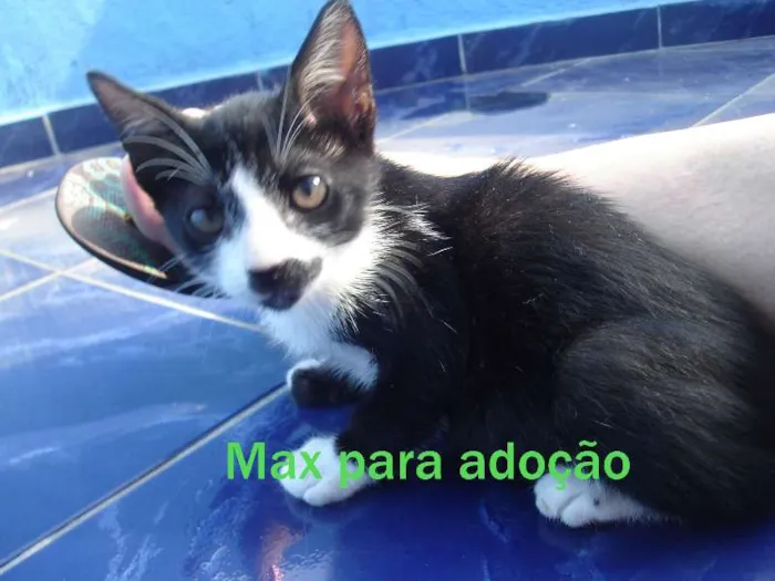 Gato raça indefinida idade 2 a 6 meses nome Max